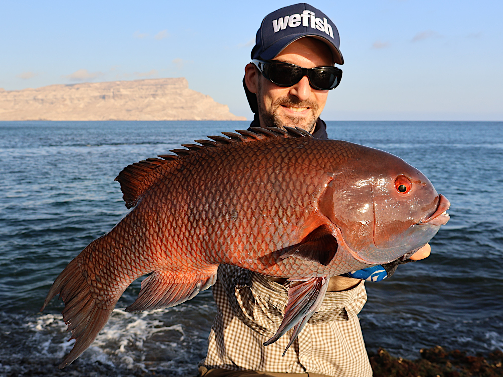 Giant hogfish (Bodianus macrognathos) auf Krabbe, Khuriya Muriya Islands Giant hogfish (Bodianus macrognathos) auf Krabbe, Khuriya Muriya Islands