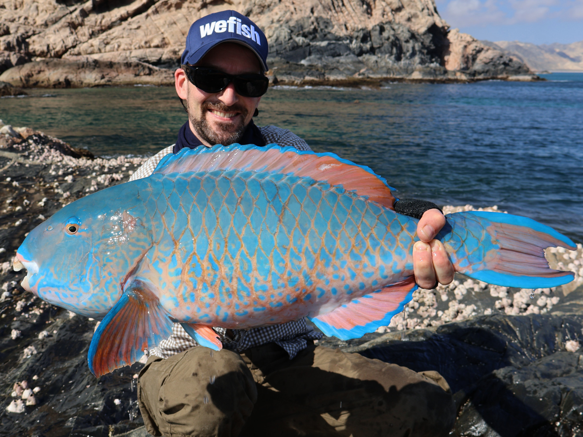 Papageifisch (Blue-barred parrotfish, Scarus ghobban) auf Krabbe, Oman
