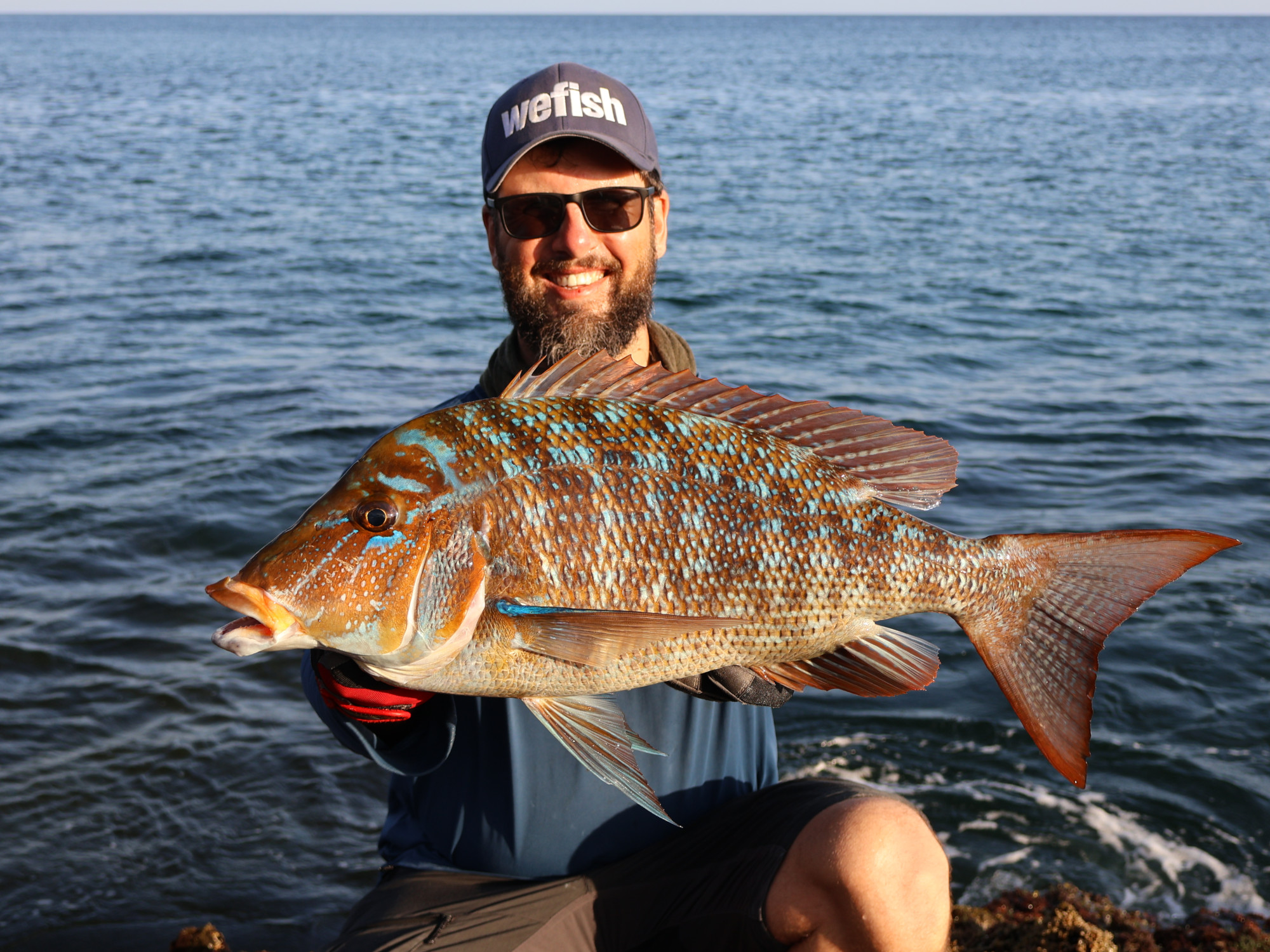 Spangled Emperor (Lethrinus nebulosus), Oman